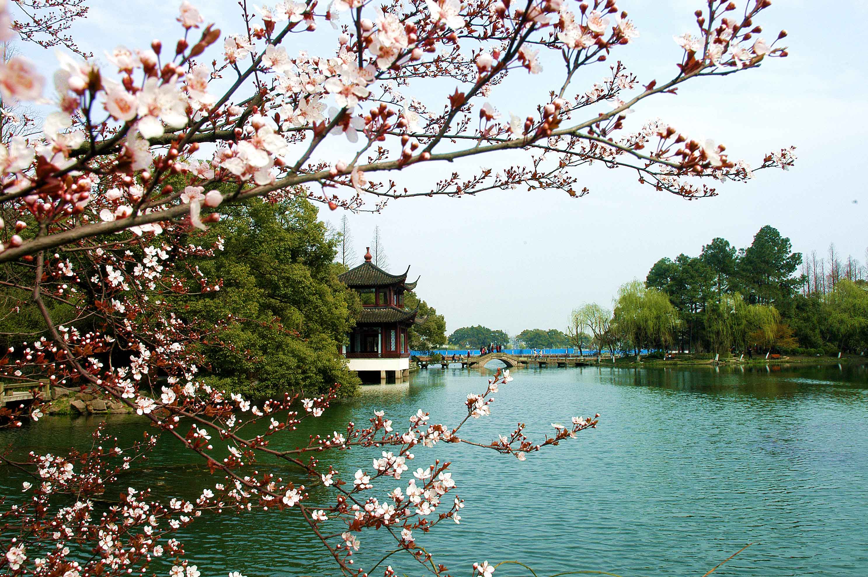 杭州西湖+乘船遊西湖+靈隱寺+點茶畫扇私人導覽半日遊/一日遊（體驗宋韻點茶畫扇+春季賞花+江南風光）