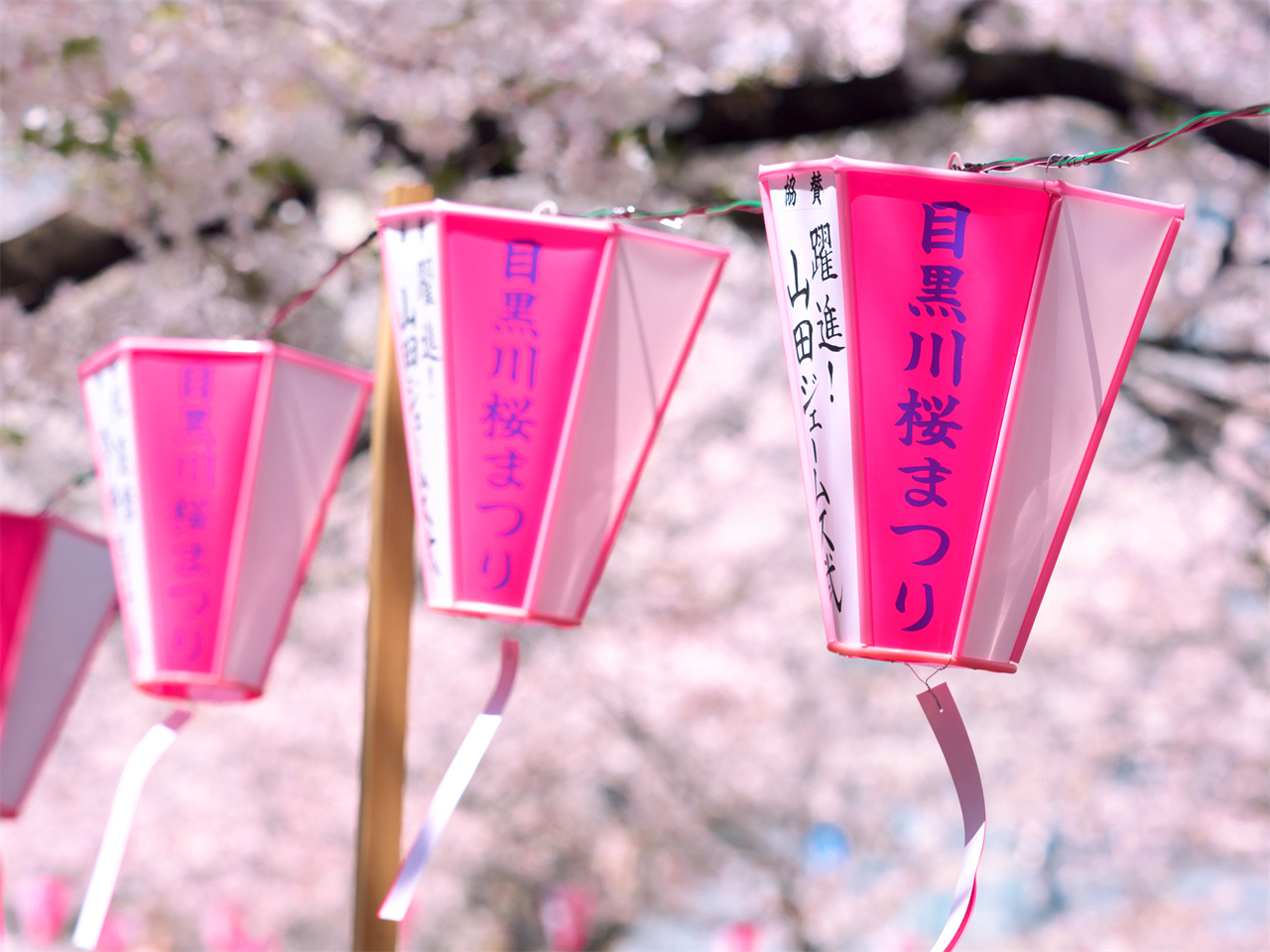 櫻花季限定｜花香櫻韻東京賞櫻名所一日遊