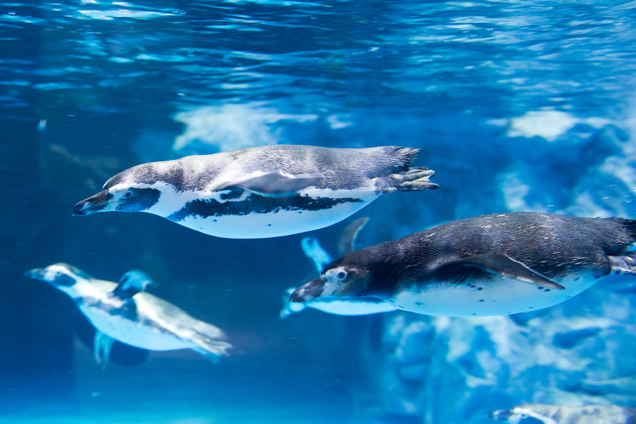 樂天世界水族館是一座大型沉浸式水族館，展示來自世界各地的豐富海洋生物。遊客可以在迷人的環境中探索多樣的生態系統，並享受互動式展覽。