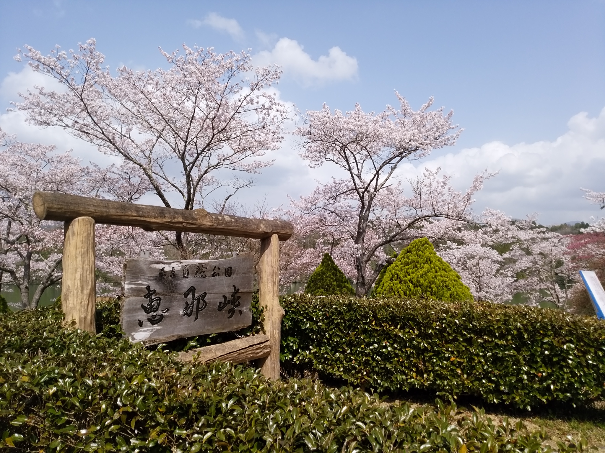 高遠城址公園 & 恵那峽谷賞櫻之旅（名古屋出發）
