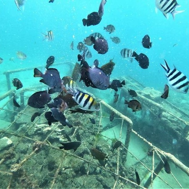 龜島 & 玻璃底船 & 紅樹林巡航之旅（JTB Indonesia提供）