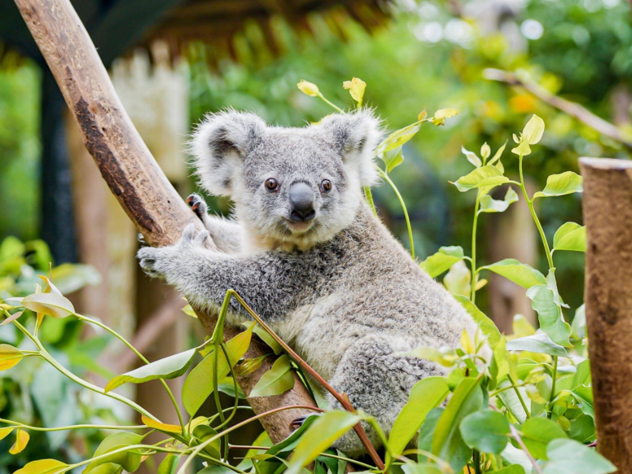 廣州長隆野生動物世界｜無尾熊園，**澳洲以外全球最大無尾熊種群**，八十多隻無尾熊，八代同堂，當年在這裡誕生了**全球唯一海外無尾熊雙胞胎歡歡、樂樂**，是長隆的王牌看點之一。