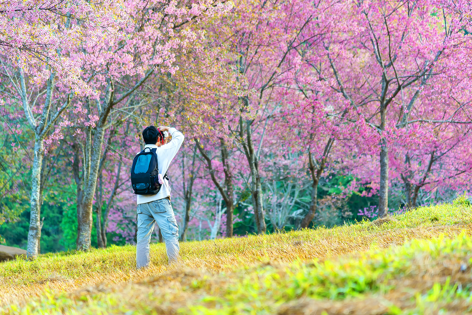😍 如果您計劃在花季期間前往韓國旅行,我們強烈推薦雪嶽山路線! 😍 如果您計劃在花季期間前往韓國旅行,我們強烈推薦雪嶽山路線!
