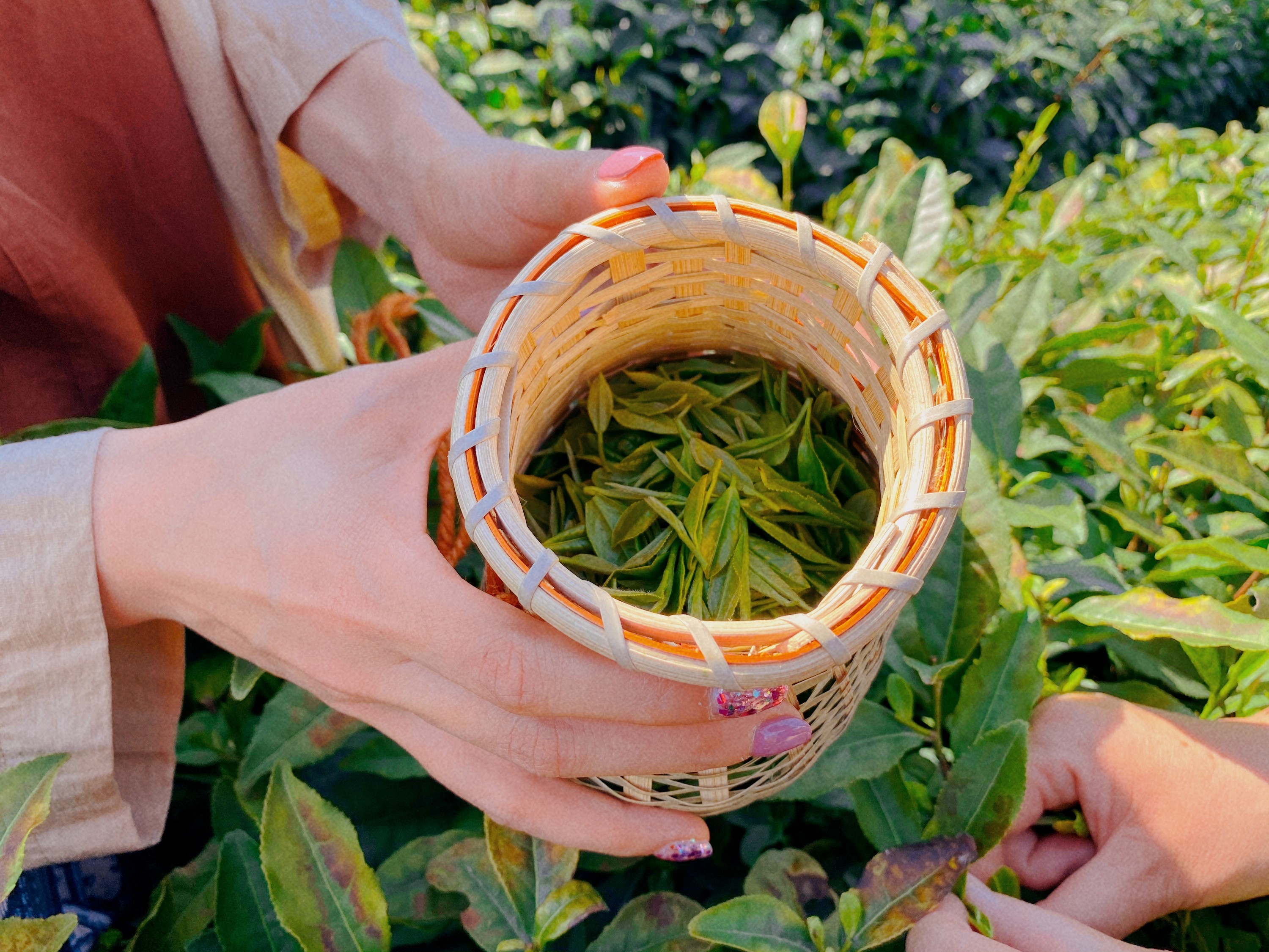 Тур по чайному источнику Лунъу в Ханчжоу: Полудневный опыт сбора чая, пеших прогулок и чайной дегустации