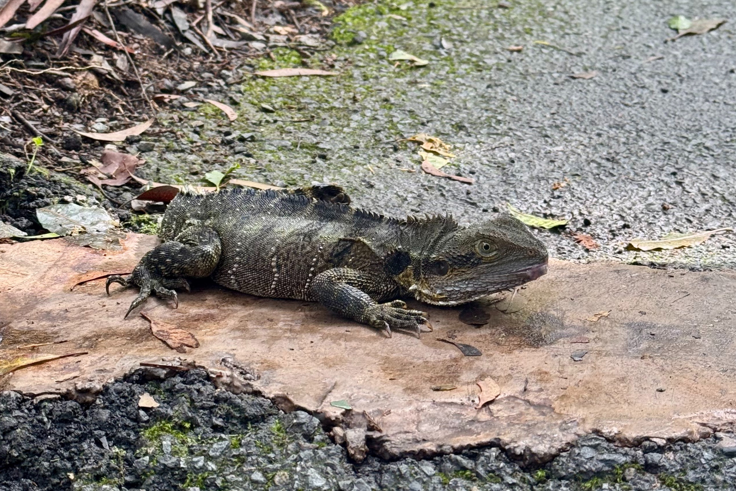 看看正在享受日光浴的澳大利亞水龍,它與崎嶇的岩石環境完美融合 看看正在享受日光浴的澳大利亞水龍,它與崎嶇的岩石環境完美融合