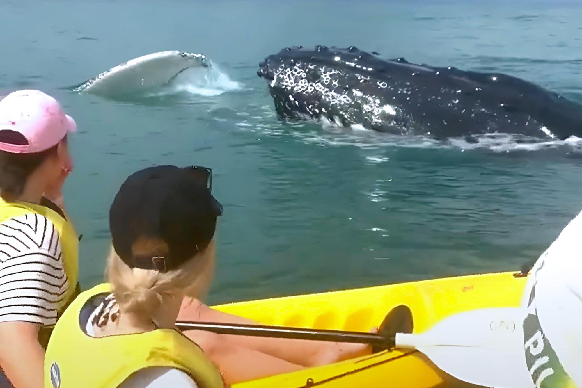 Noosa Whale Watching Ocean Kayaking &amp; Beach 4X4 Tour