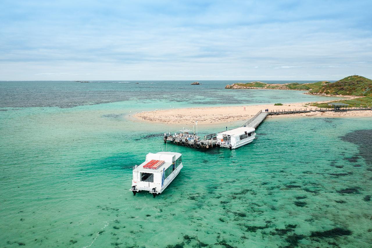 羅金厄姆海豚 & 企鵝 & 海獅巡遊觀賞體驗