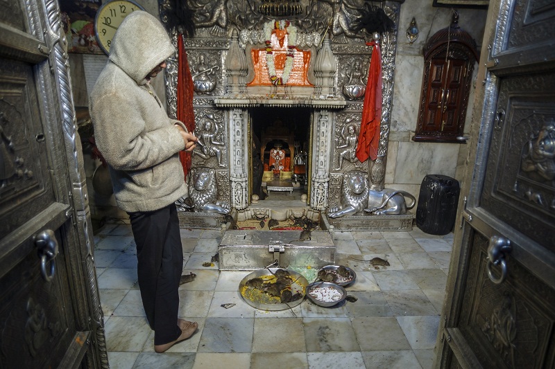 See Camel Centre, Rat Temple from Jodhpur & Bikaner Drop with Guide