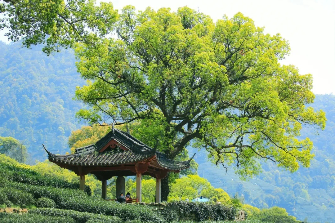 杭州龍井茶田 梅家塢村 茶文化私家團半日遊