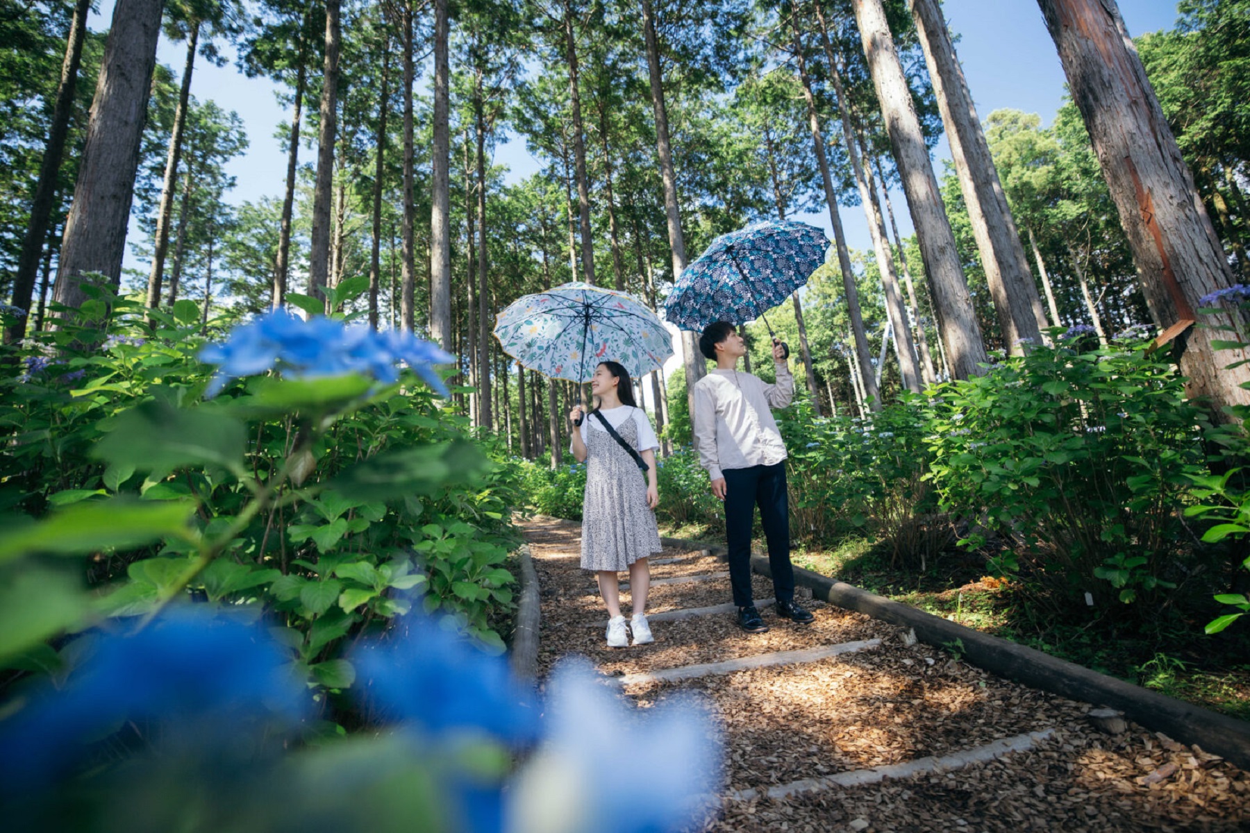 下田公園繡球花祭 & 三島大吊橋 & 大室山纜車 & 修善寺溫泉 & 城崎海岸 & 箱根神社二日遊 (入住觀海絕景露天溫泉酒店)