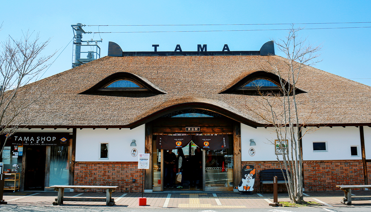 小眾和歌山一日遊｜toretore市場-金槍魚解體秀 & 白濱溫泉 & 邂逅貓站長 & 打卡千畳敷、三段壁｜大阪發車