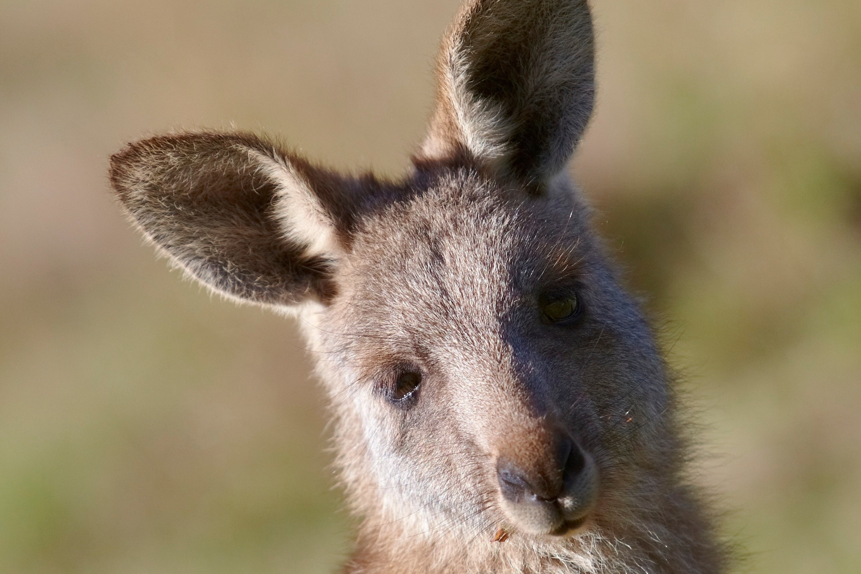 Penguin Parade, Milking Farm & Koala Park 1-Day Tour (Chinese Guide)