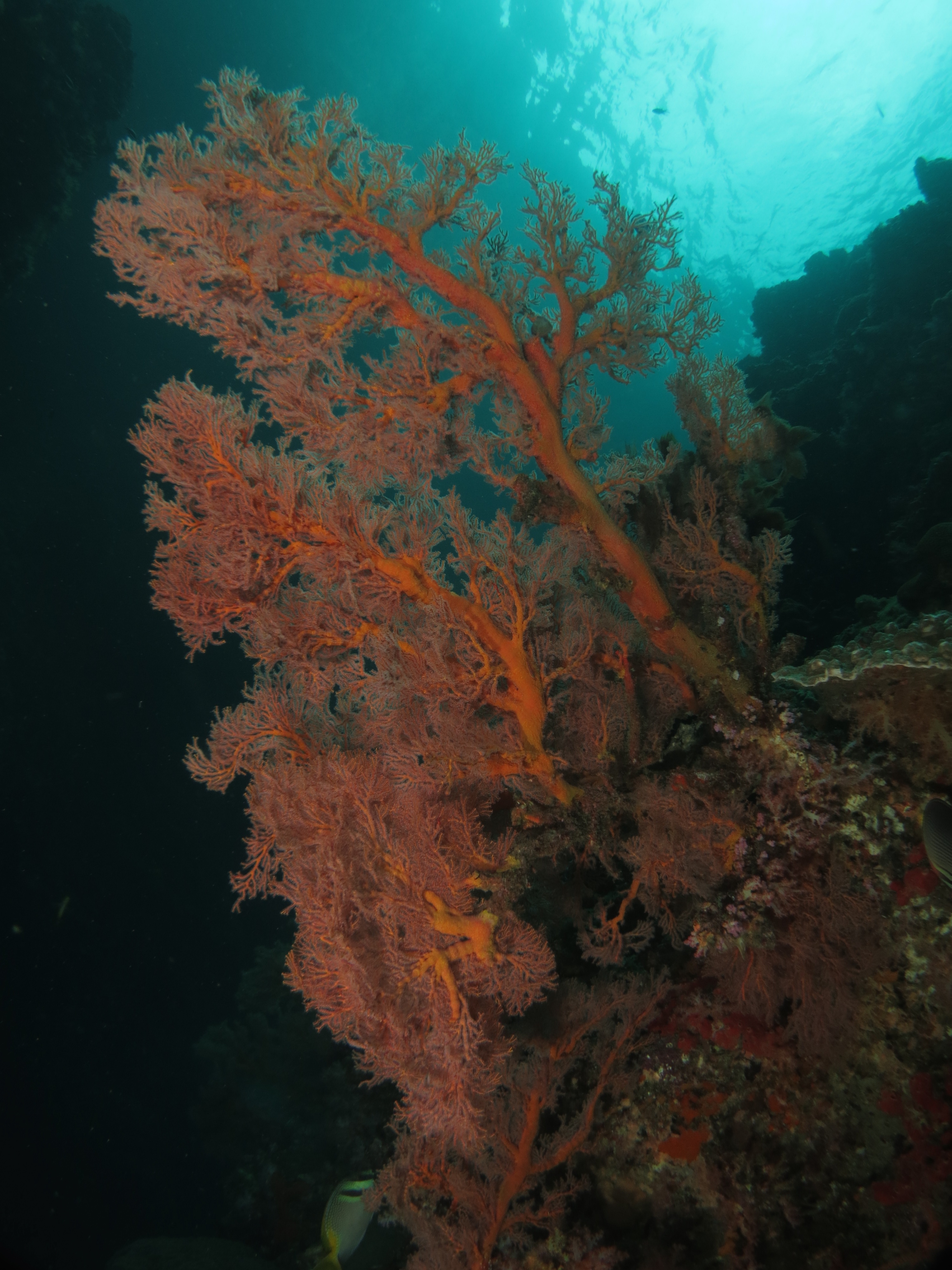 馬布島 PADI 五星潛水中心潛水進階開放水域潛水員課程