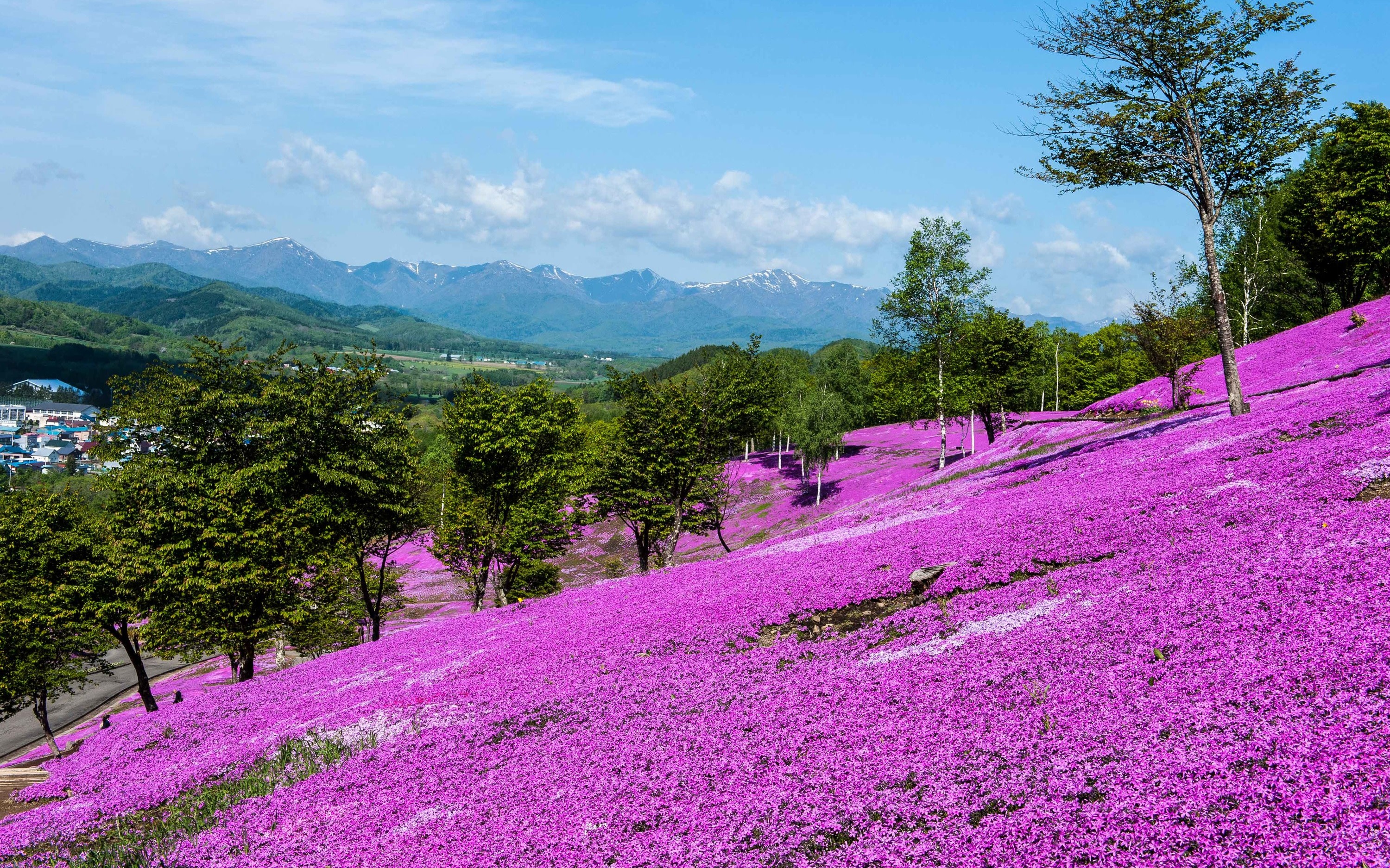 Hokkaido Spring 1-Day Trip from Sapporo: Pink Moss Hill&Tulip Fields