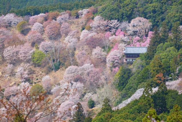 吉野山和高野山櫻花2日火車巴士之旅（大阪出發）