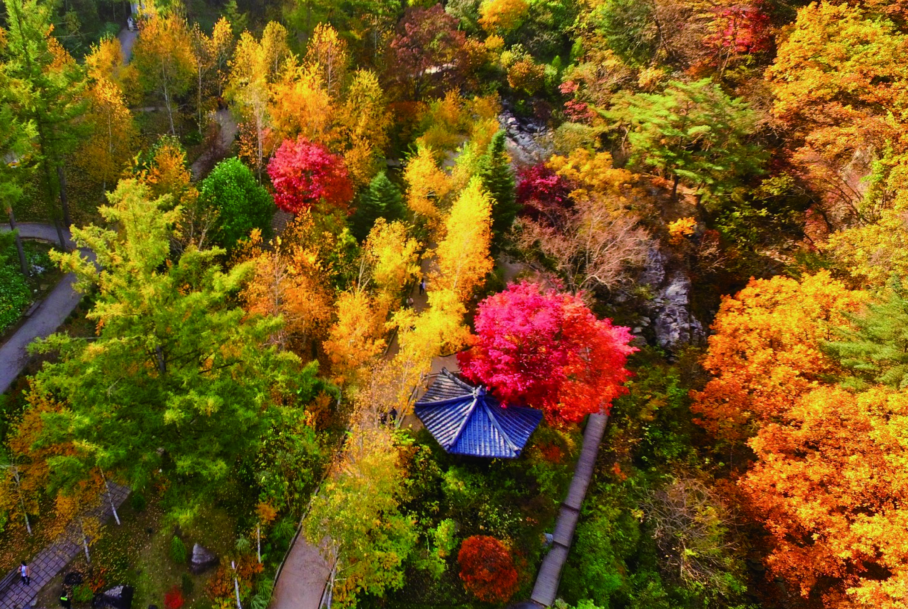 南怡島 (Nami Island) & 伊甸園冰雪世界 (Eobi Ice Valley) & 全景場 (Panorama Field) &  晨靜樹木園 (Morning Calm) 旅遊