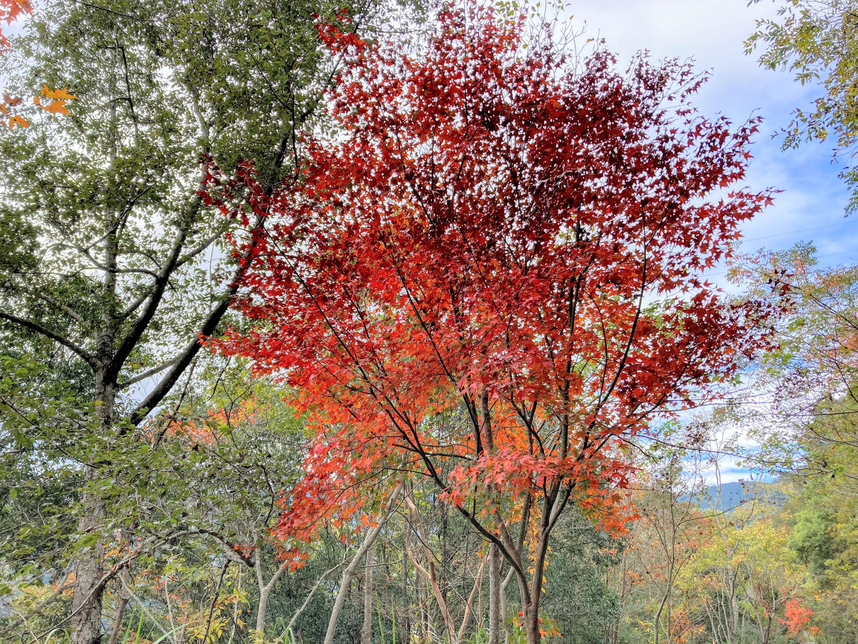 Hsinchu: The most beautiful ancient maple viewing trail | 2 days and 1 night hiking and camping on the Xia Kaluo Ancient Trail