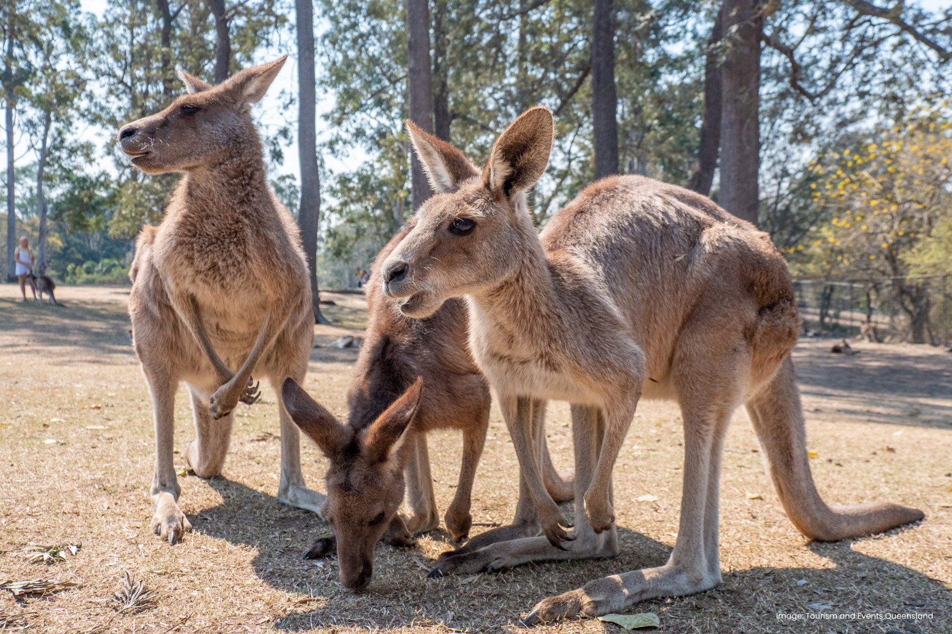 布里斯班城市精華景點 & 龍柏考拉動物園探索之旅