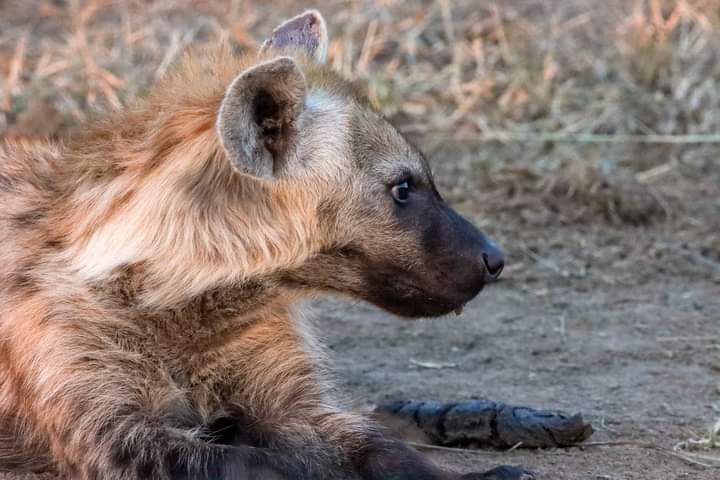 2 Days Lake Nakuru & Lake Naivasha Safari