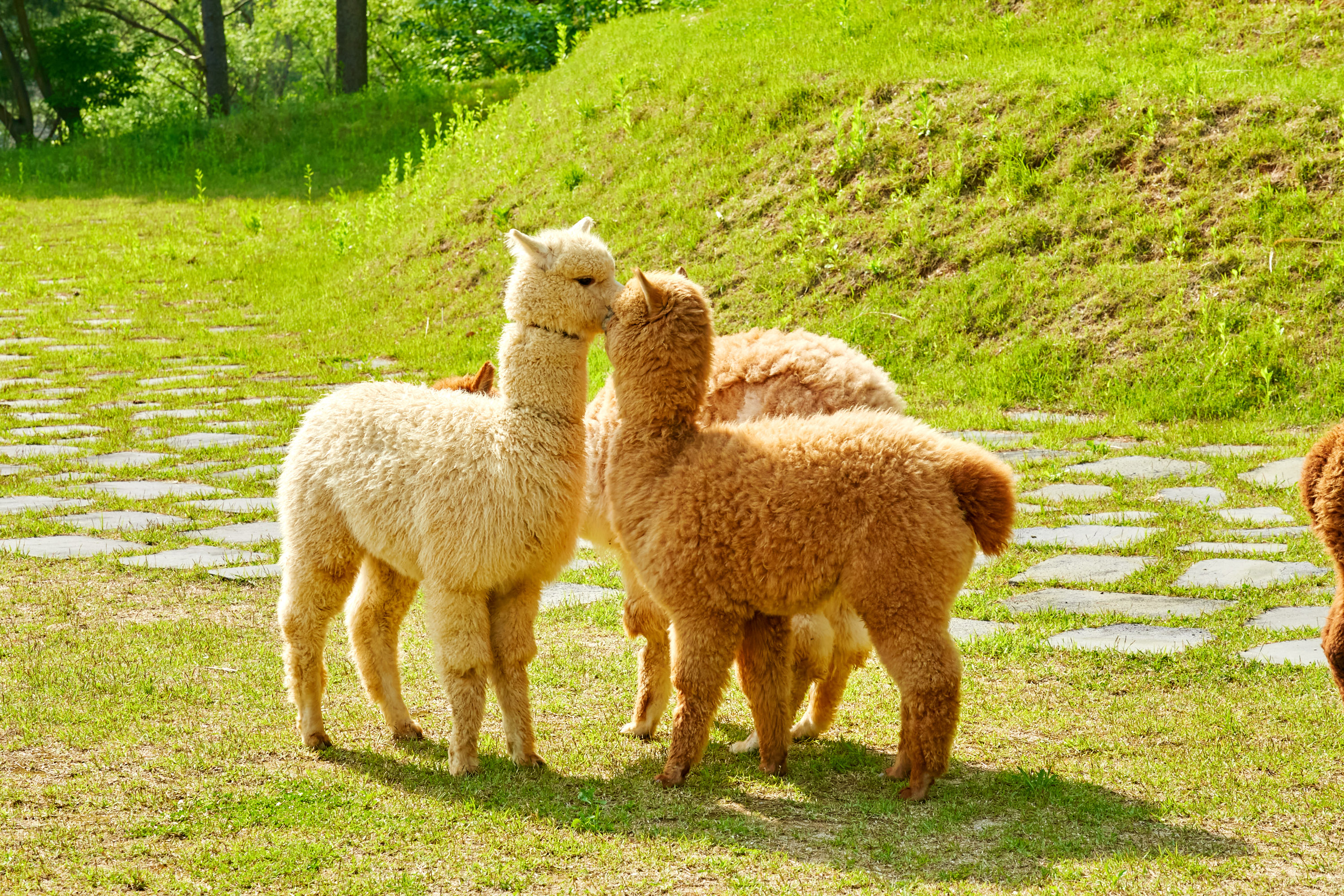 Nami Island+Alpaca+RailBike+Petite+LEGOLAND+Morning Calm PrivateTour