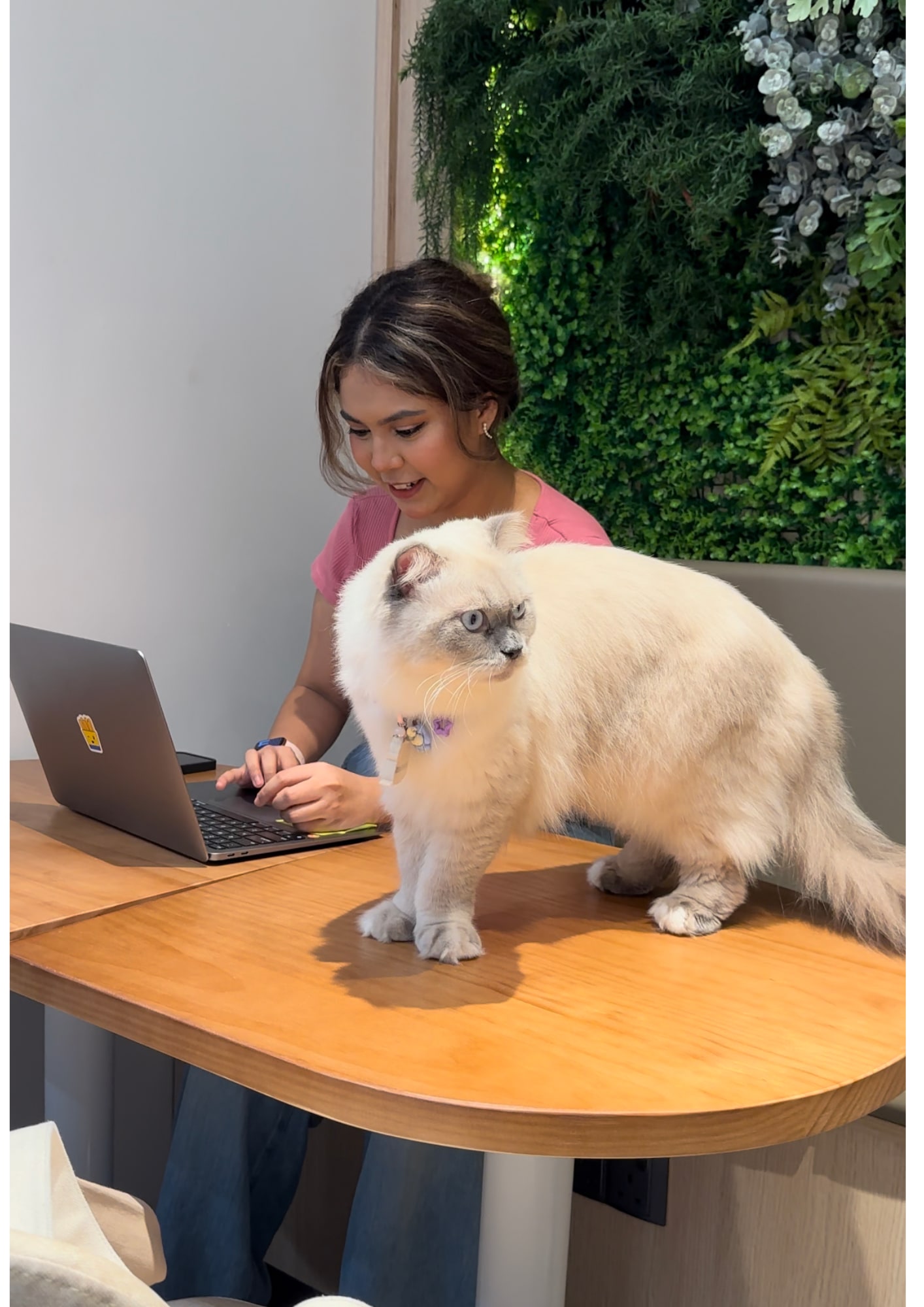 Co-work and chill with cats!