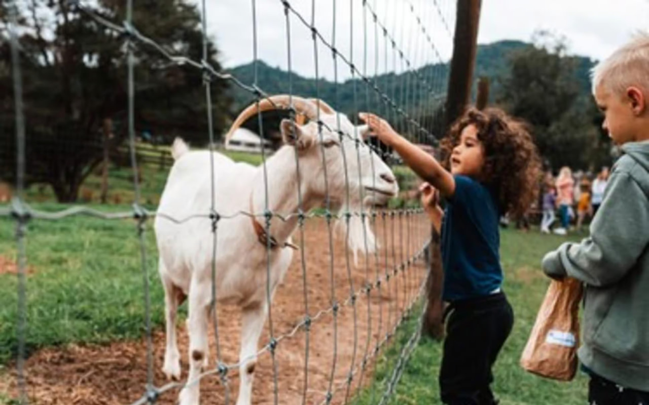 參加這個有趣的單日遊，盡享與軟萌綿羊的親密接觸、令人驚嘆的農場風光，以及體驗道地的當地文化。