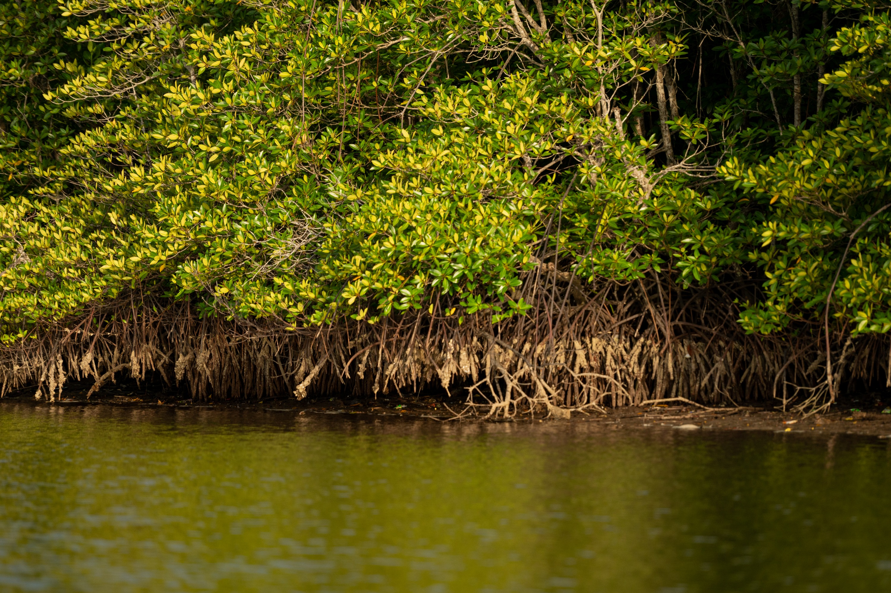 Mengkabong Mangrove River Day Tour