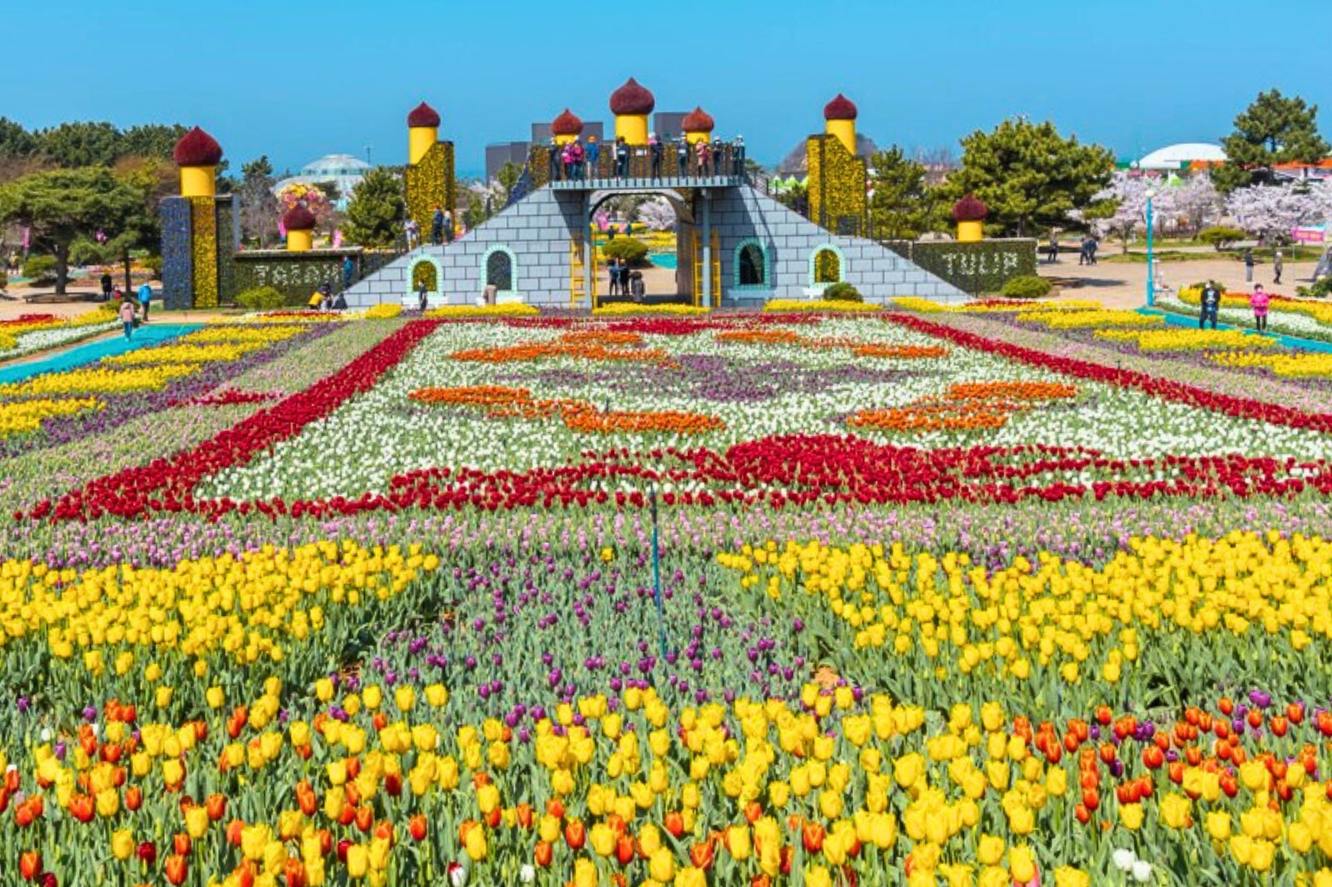 泰安世界鬱金香節 + 安眠島 花地海水浴場 + 草莓採摘 一日遊 (首爾出發)