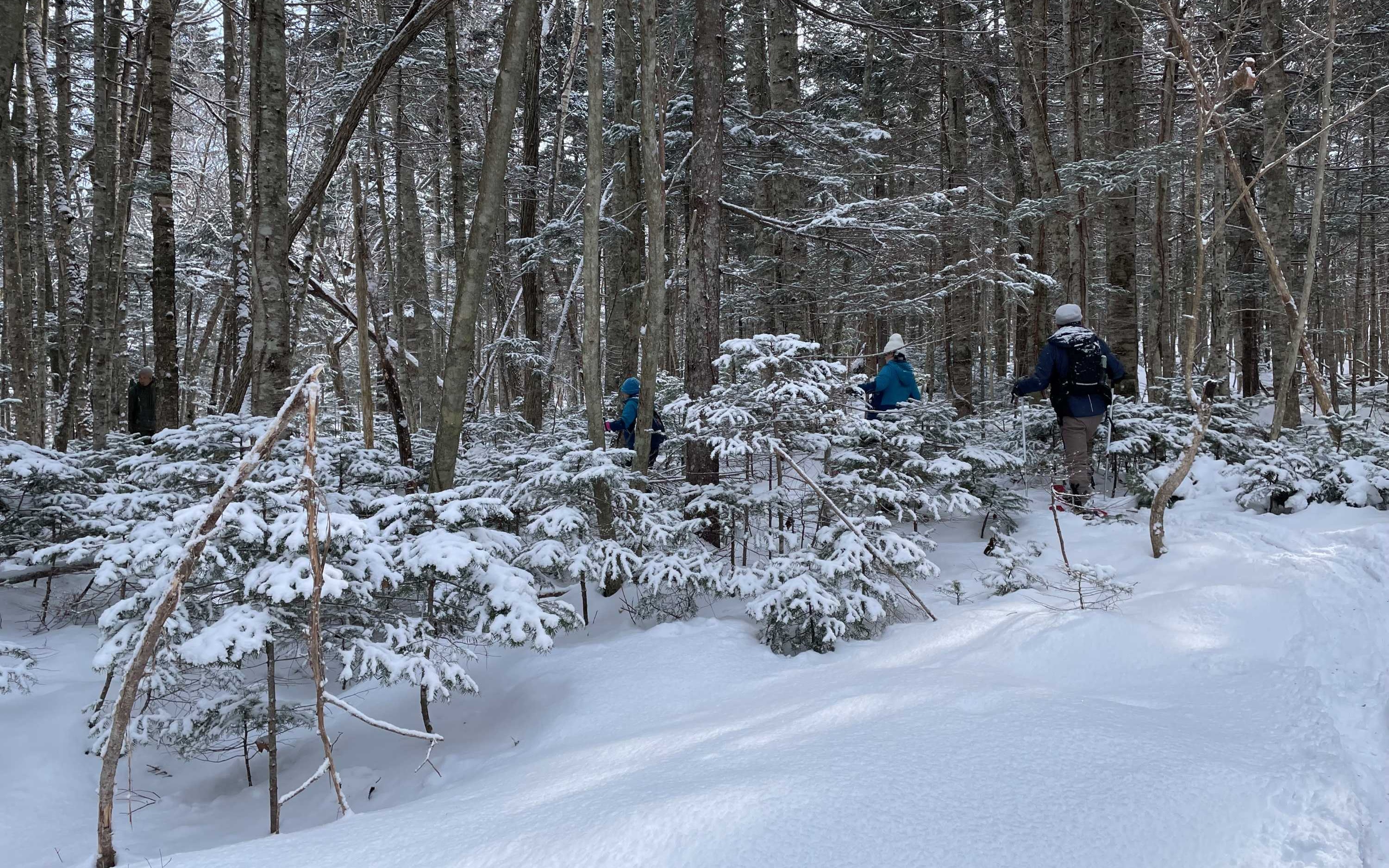 Otaru Forest Snowshoe (with transportation)