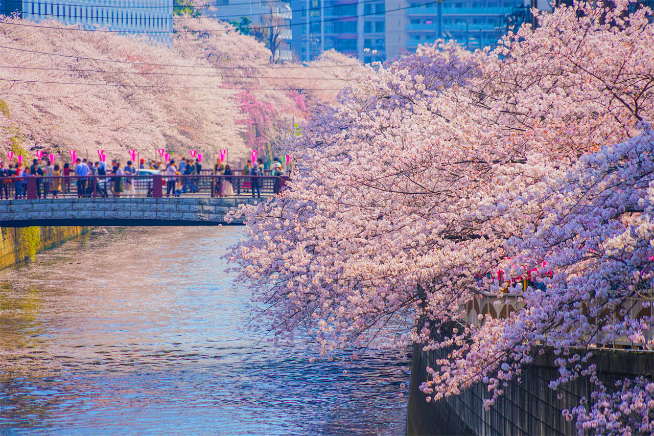 櫻花季限定｜花香櫻韻東京賞櫻名所一日遊