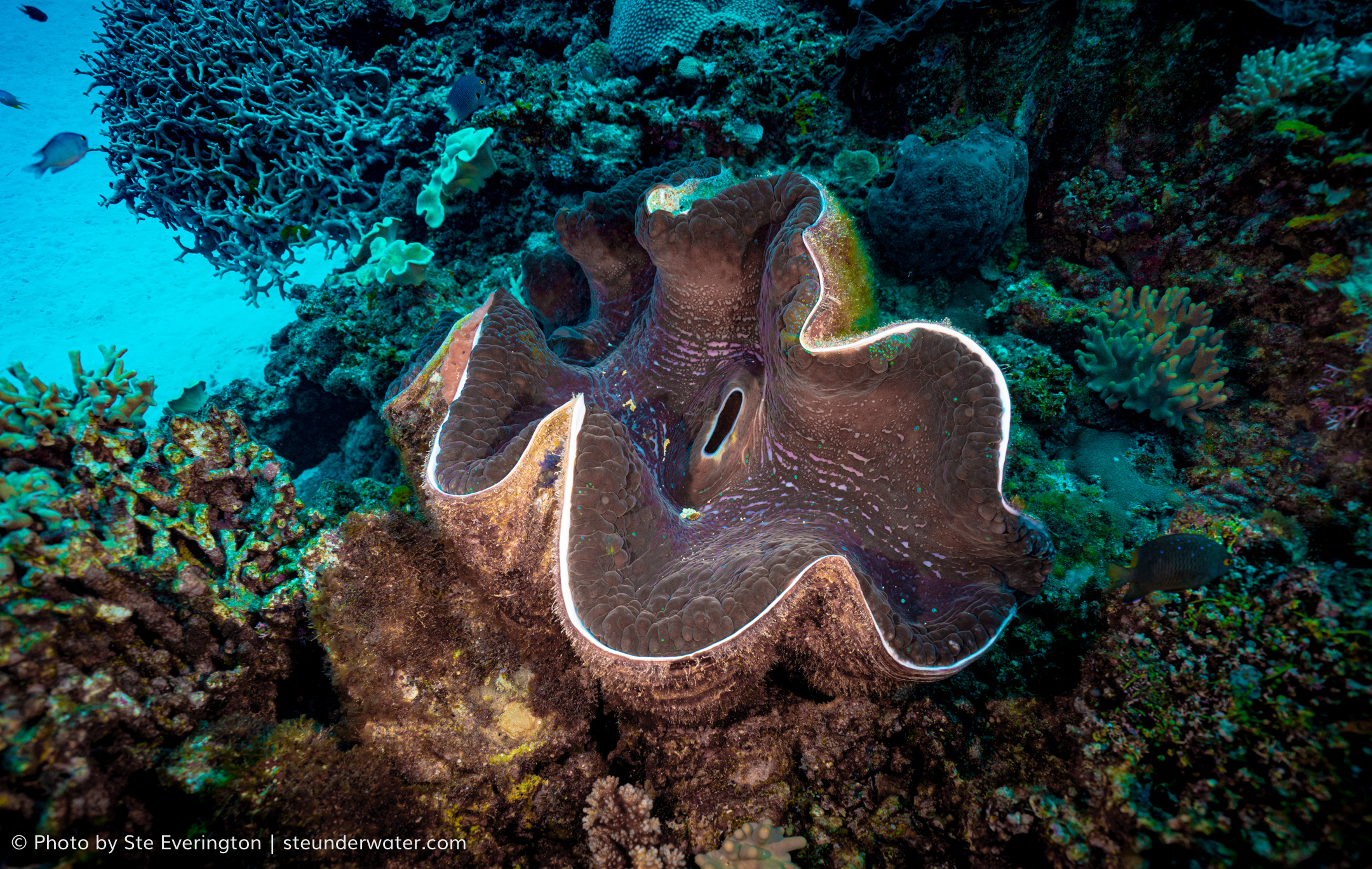 Giant Clam Dive in Tokoriki Island with PADI 5 Star Dive Resort