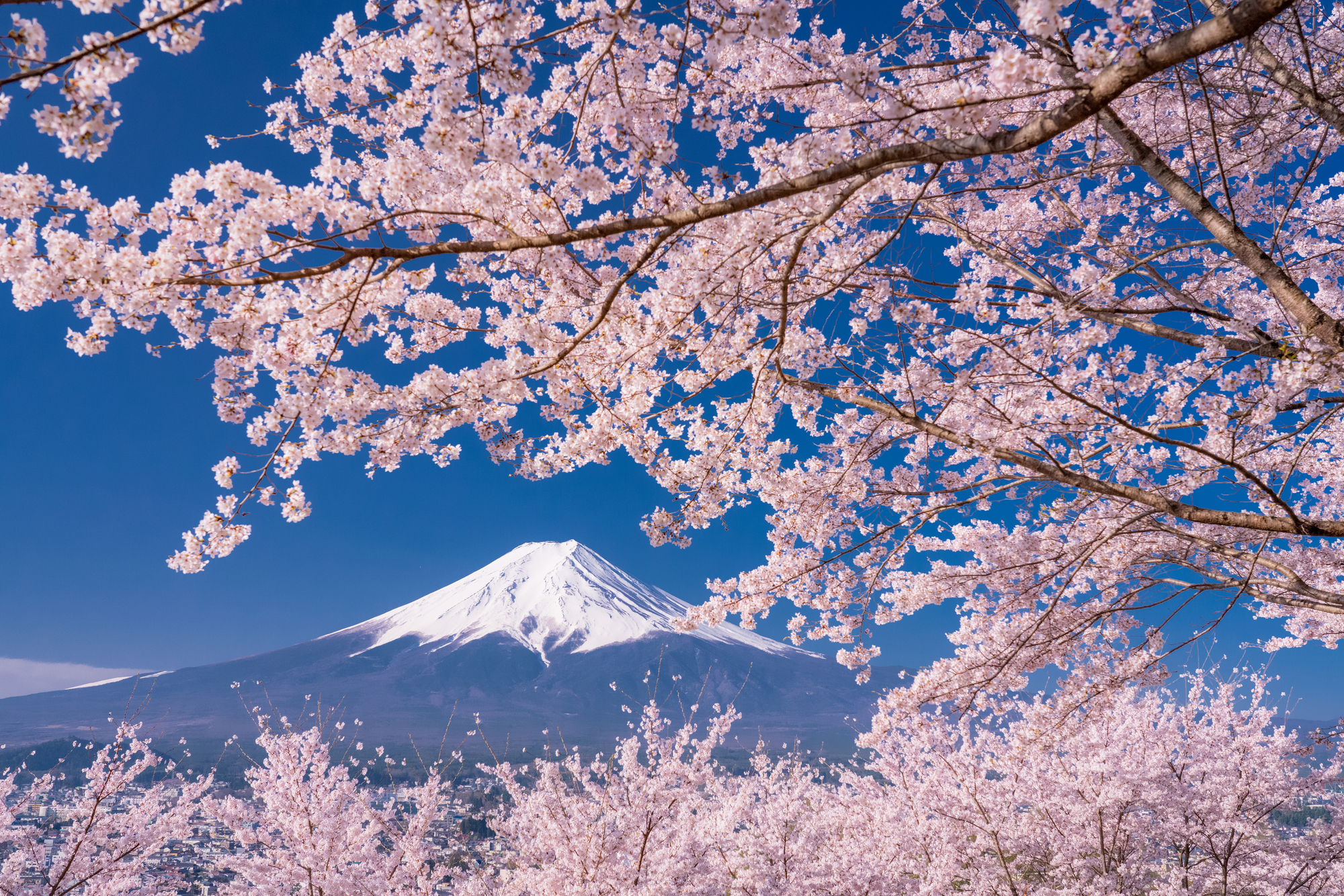 富士山一日遊: 新倉山淺間公園 & 忍野八海 & 西湖溫柔之鄉根場 (東京出發)