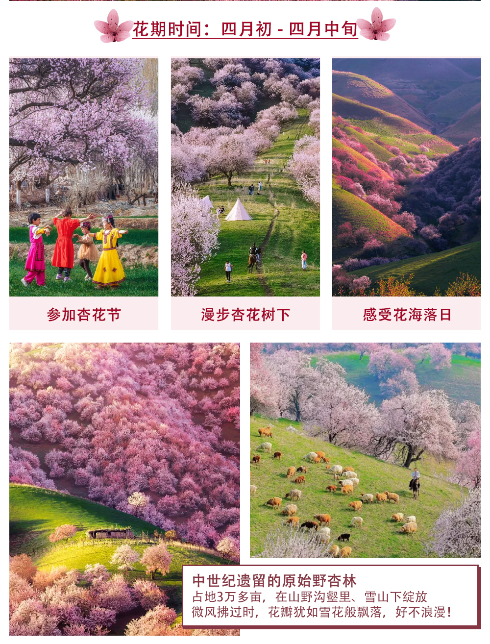 新疆伊犁杏花私家6日（克魯格野奢營地+那拉提度假農莊+360°潮剋星空玻璃屋+吐爾根杏花村+賽里木湖環湖+圍爐煮茶+喀贊其+烏進伊出）