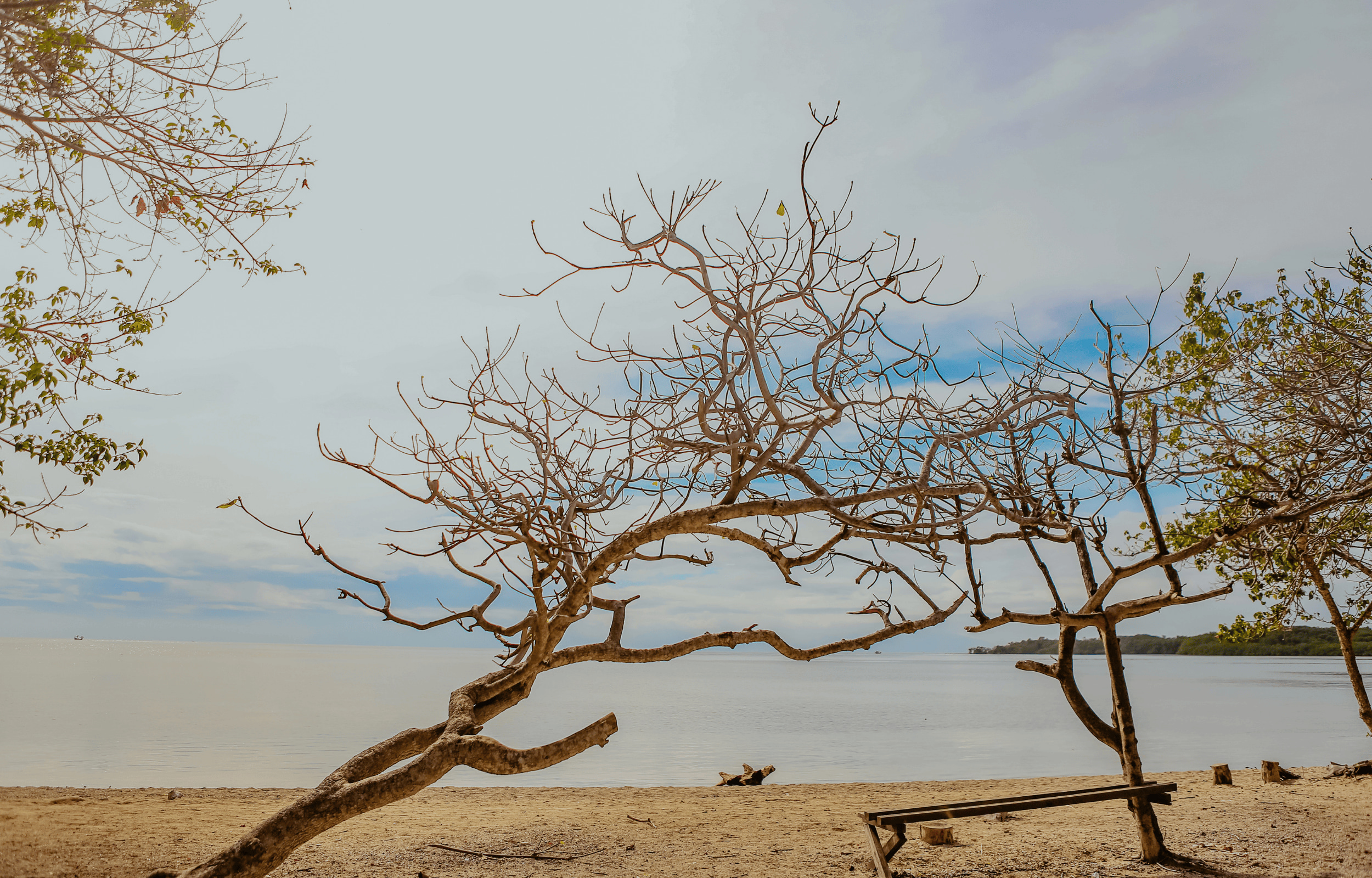 саванна Балуран