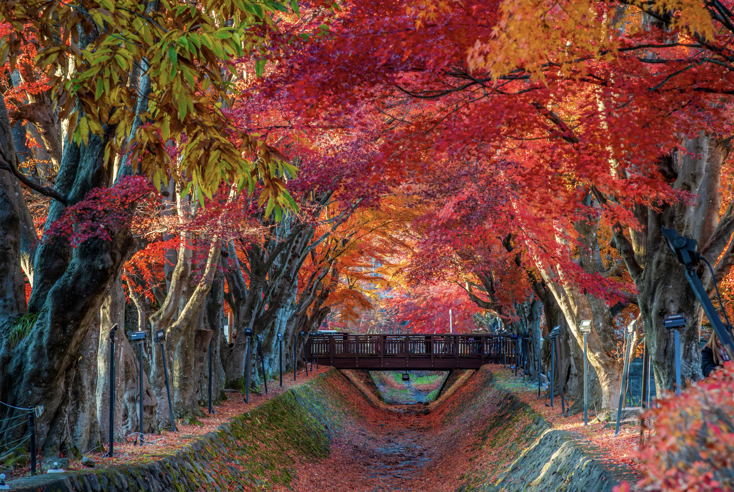 11.1-11.31前往紅葉迴廊。不去大石公園。