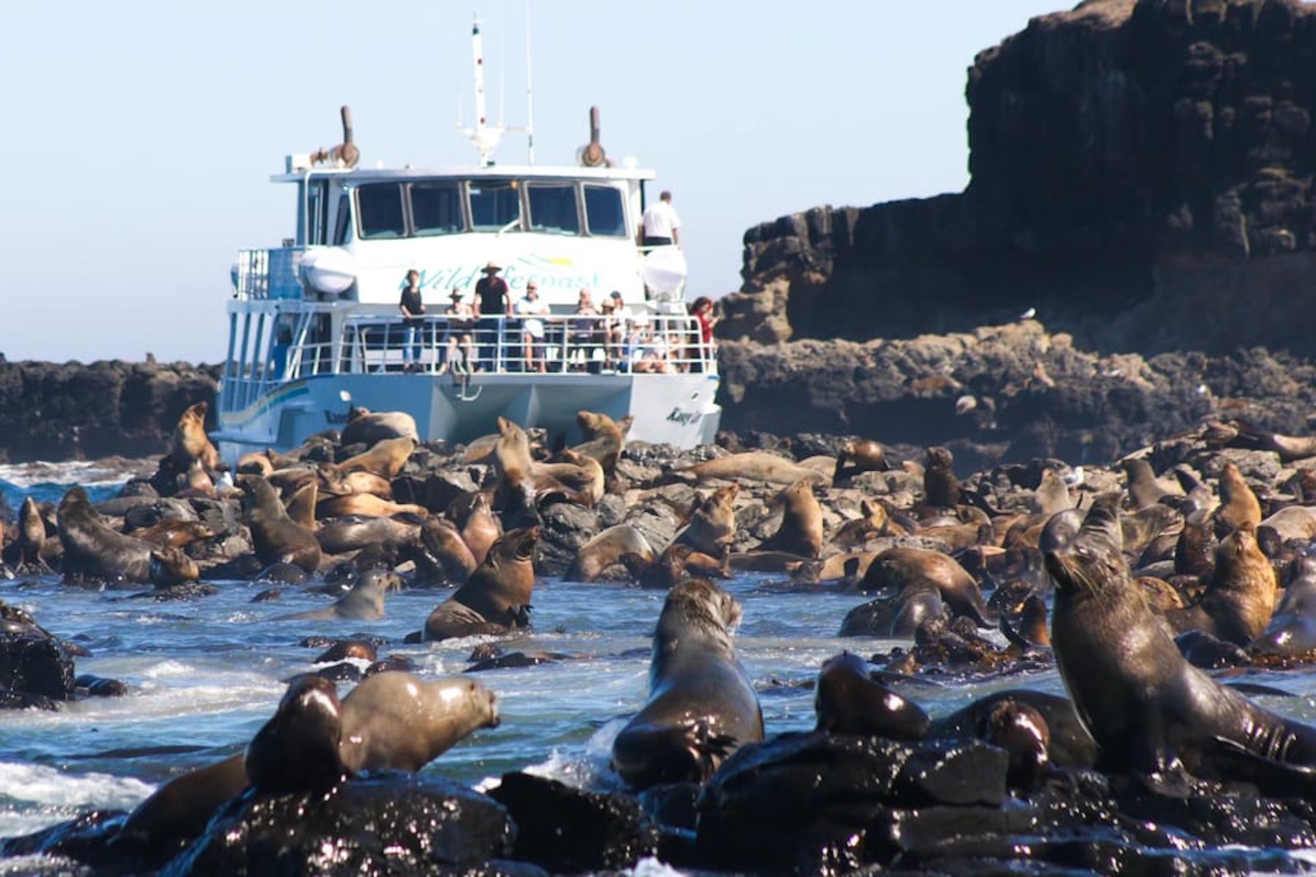Phillip Island Wildlife Cruise and Penguins Tour from Melbourne