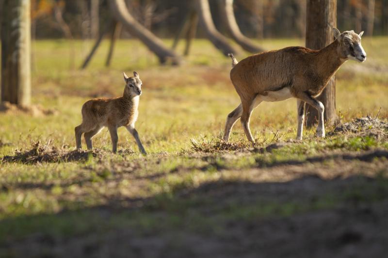 奧蘭多佛羅里達州Wild Florida野生動物園門票（自駕）