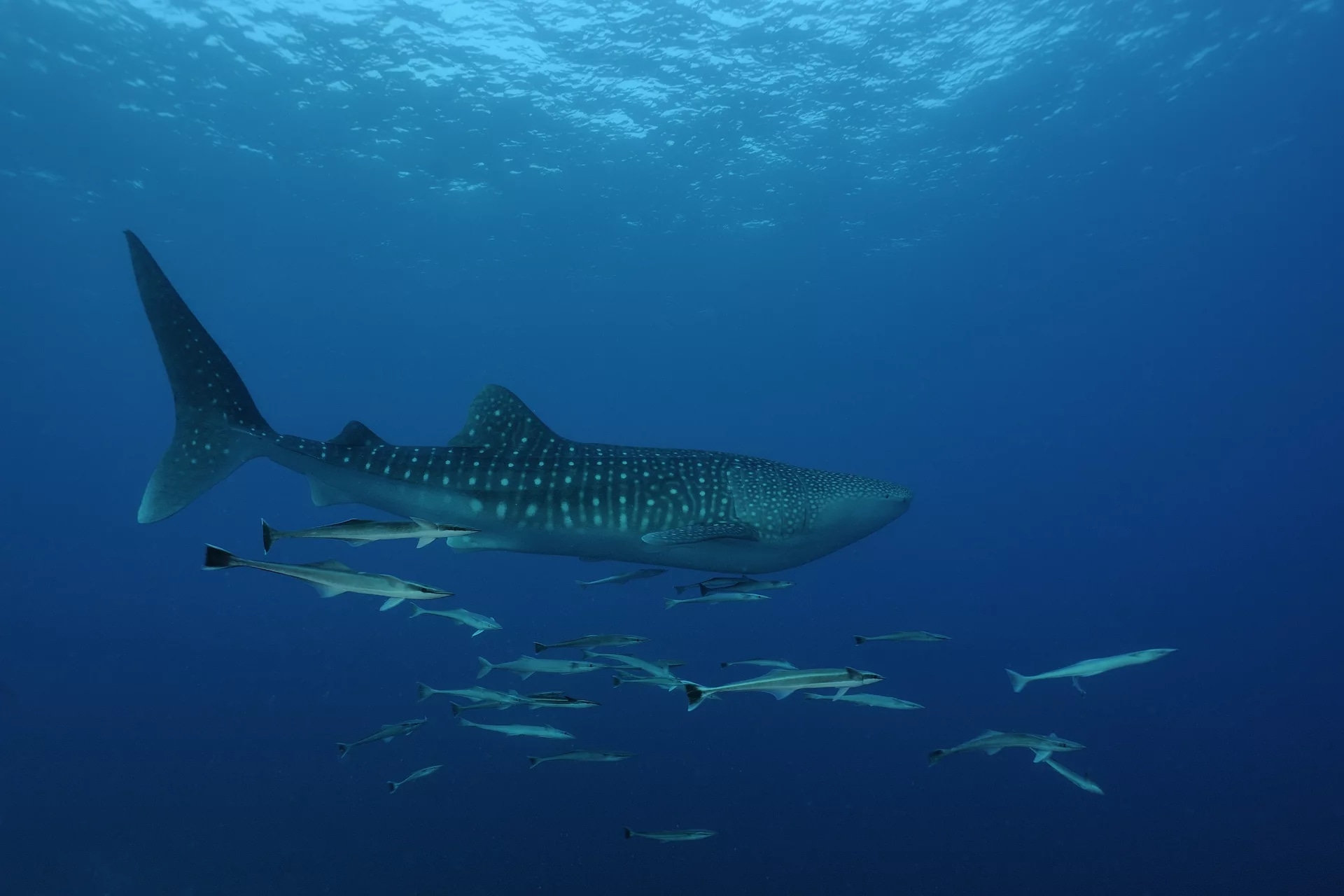 Prepare to be amazed as you progress through our Advanced Scuba Course in Cauayan, encountering everything from colorful corals to majestic pelagics