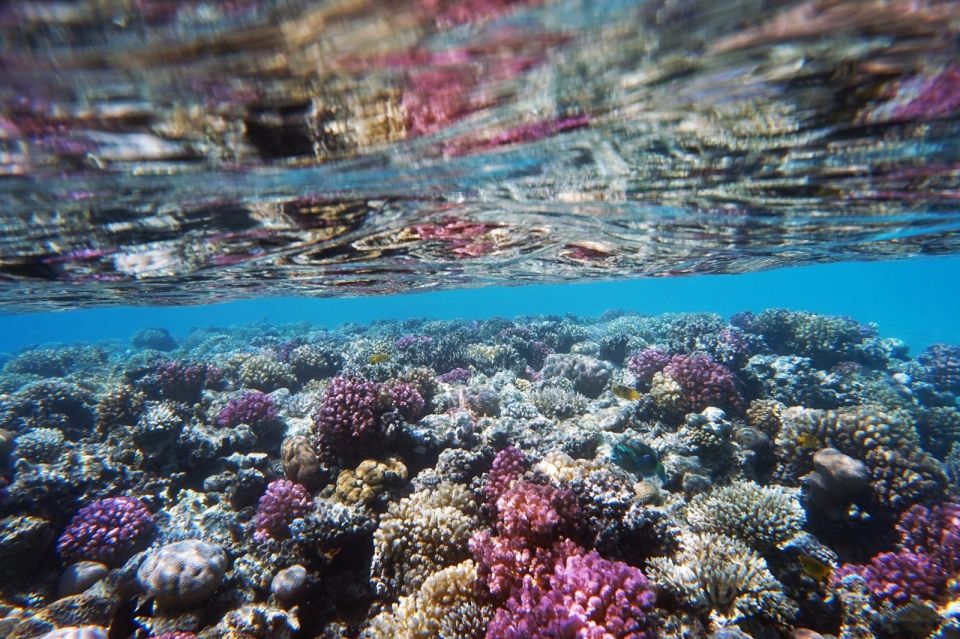 薩法加：橘子島快艇、浮潛 & 風帆傘運動