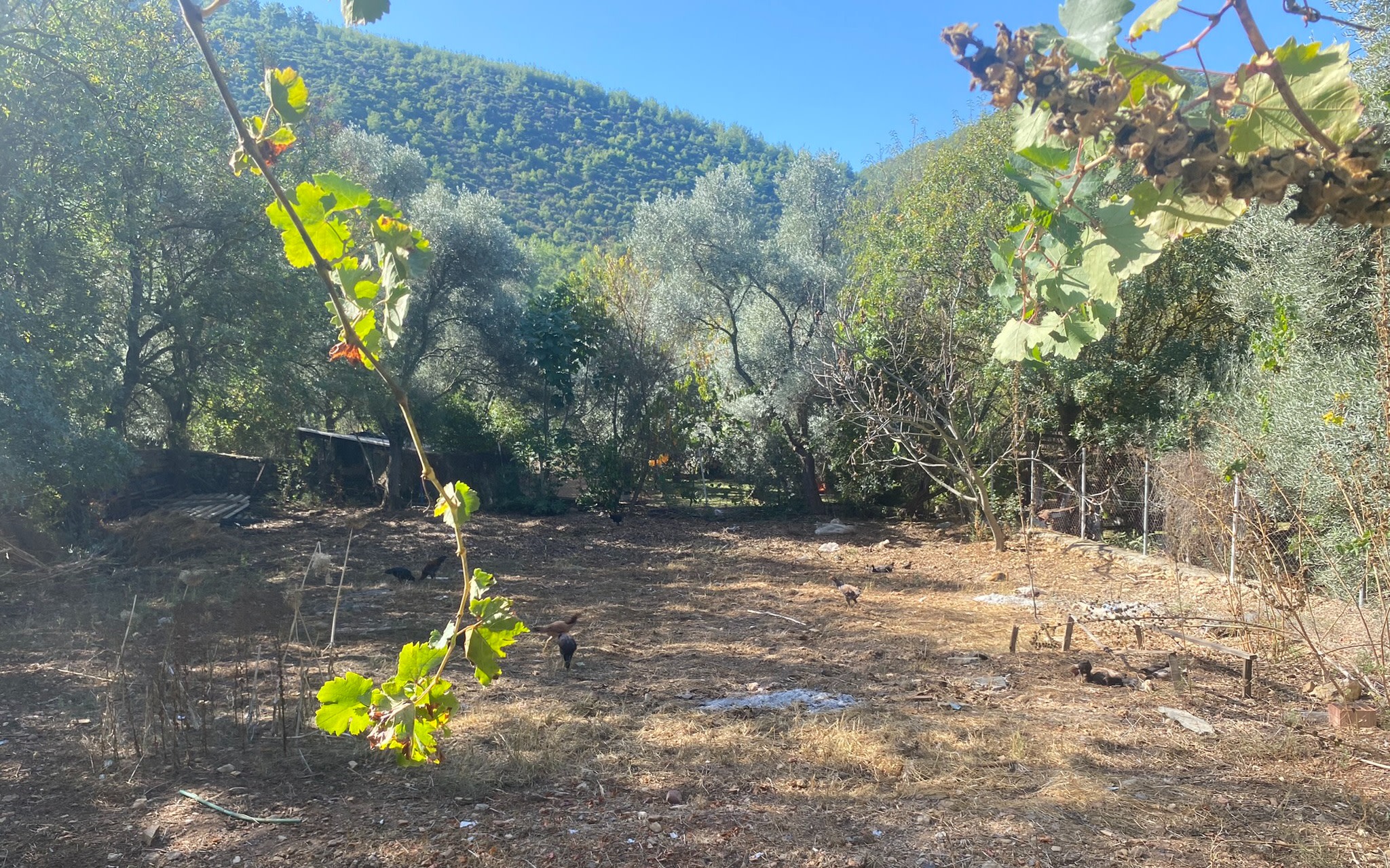 Bodrum Etrim Village Half-Day Tour with Local Shopping