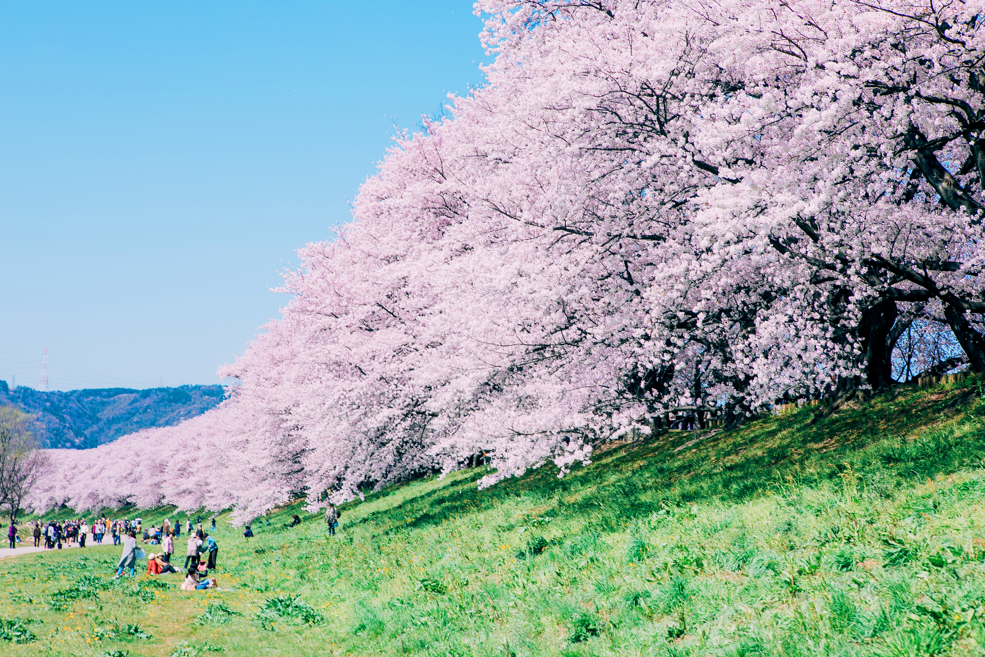 期間限定 淀川背割堤樱花祭  | 漫步1.4km櫻花隧道・宇治・勝尾寺・箕面大瀑布 