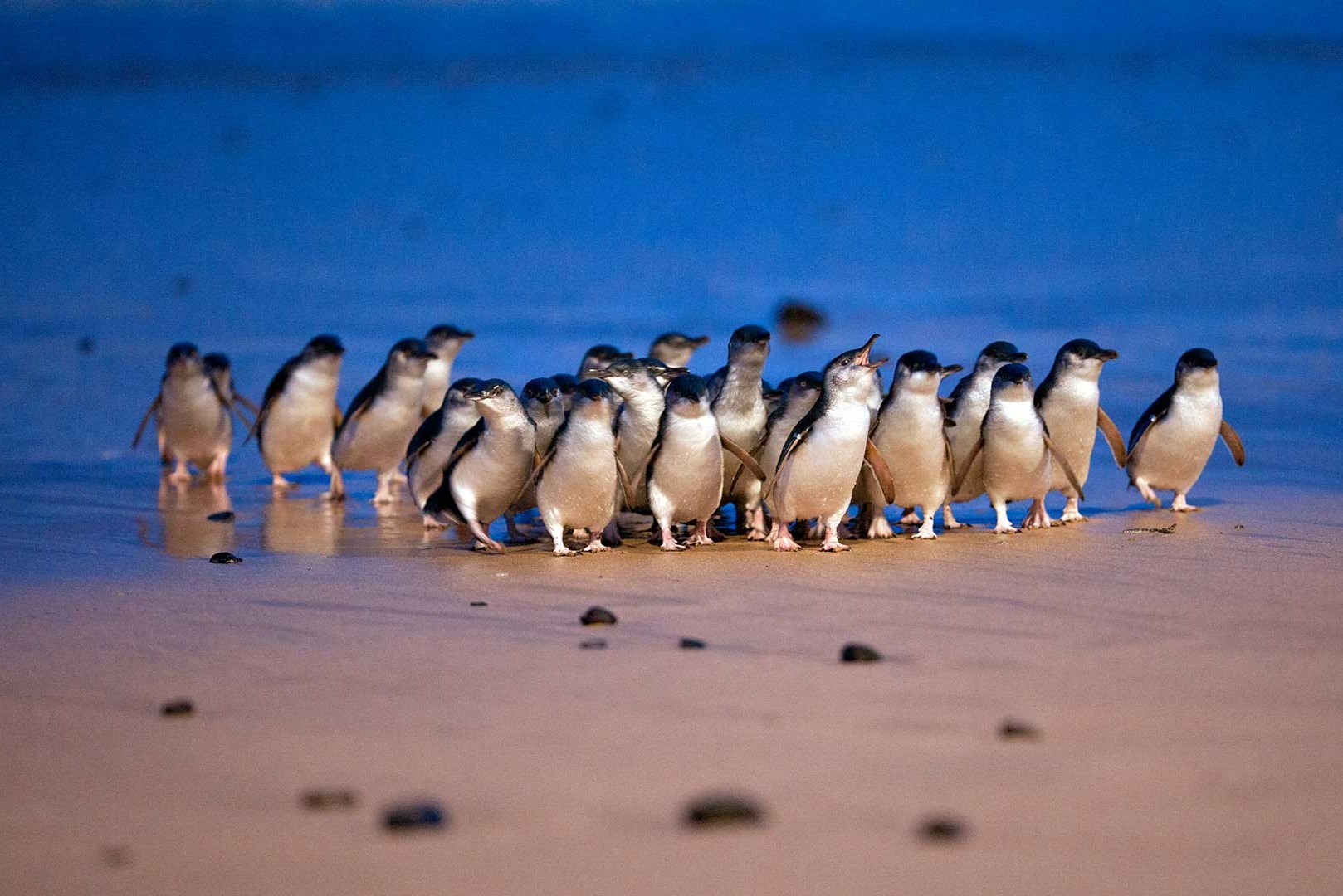 Small Group Philip Island Express Penguin & Wallaby Spoting