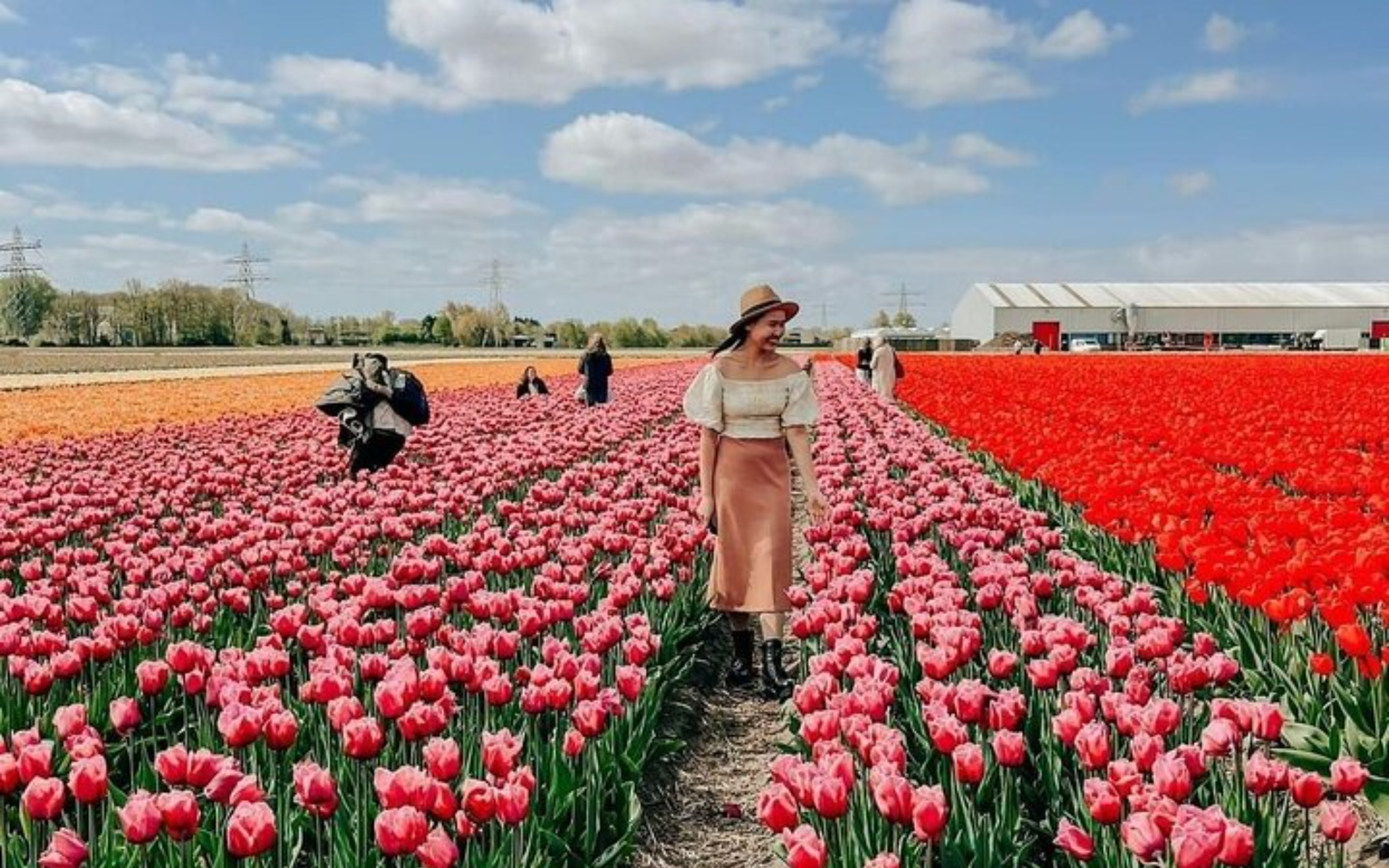 鬱金香農田色彩斑斕,在廣闊、點綴著雲朵的天空下 鬱金香農田色彩斑斕,在廣闊、點綴著雲朵的天空下