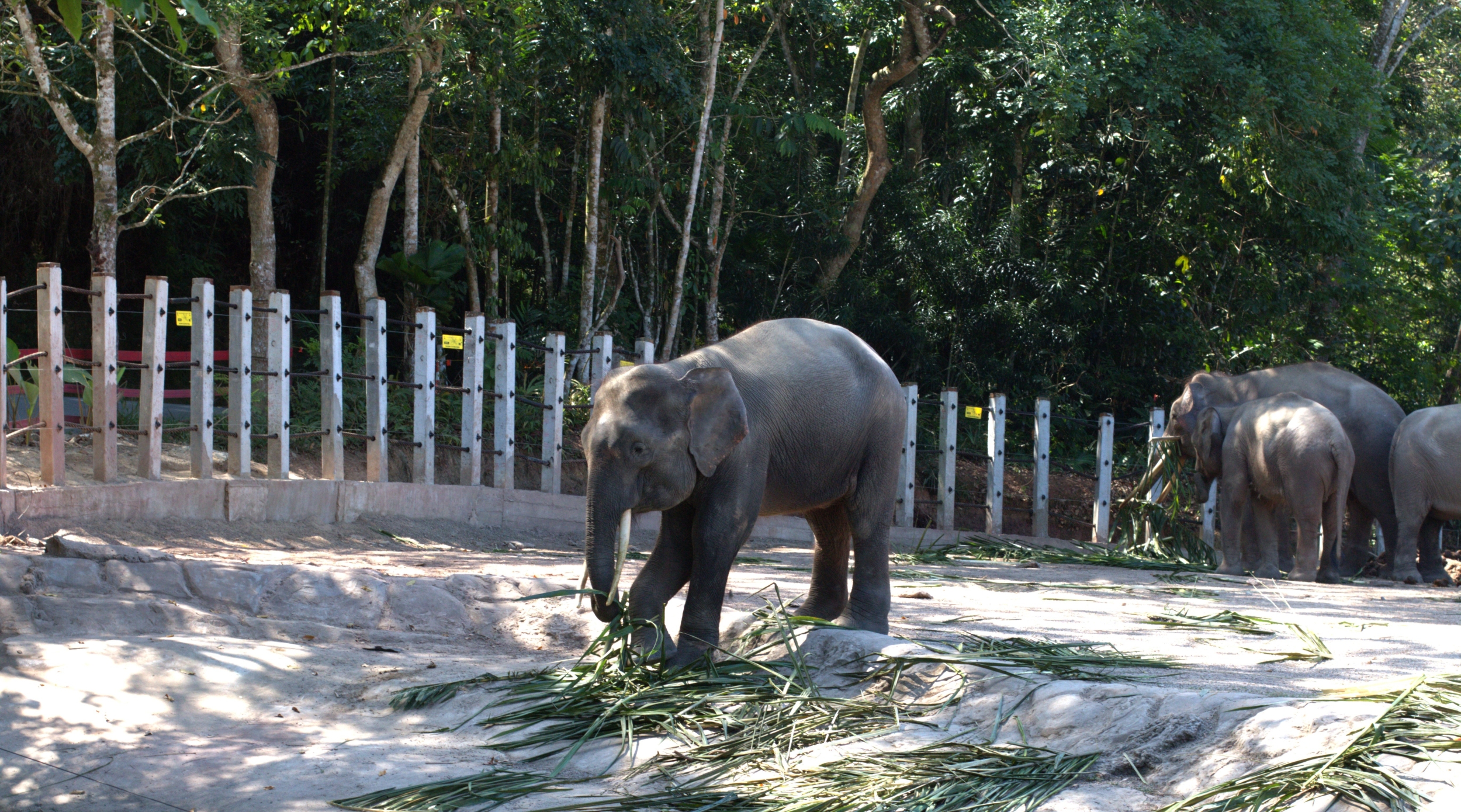 洛加宜野生動物園沙巴半日遊