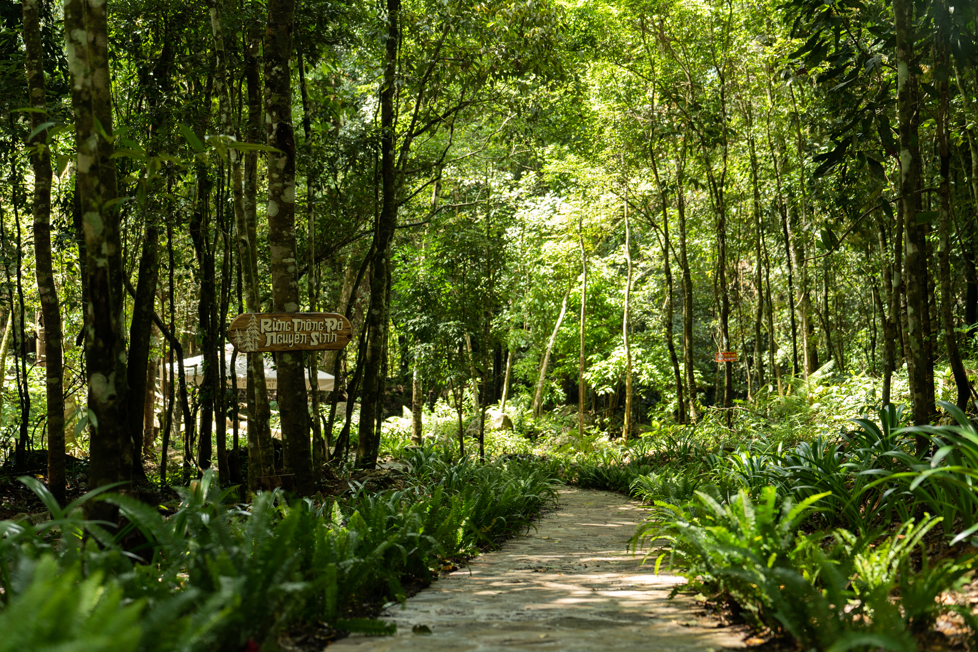 Dalat Elephant Mountain Pine Forest Ticket 