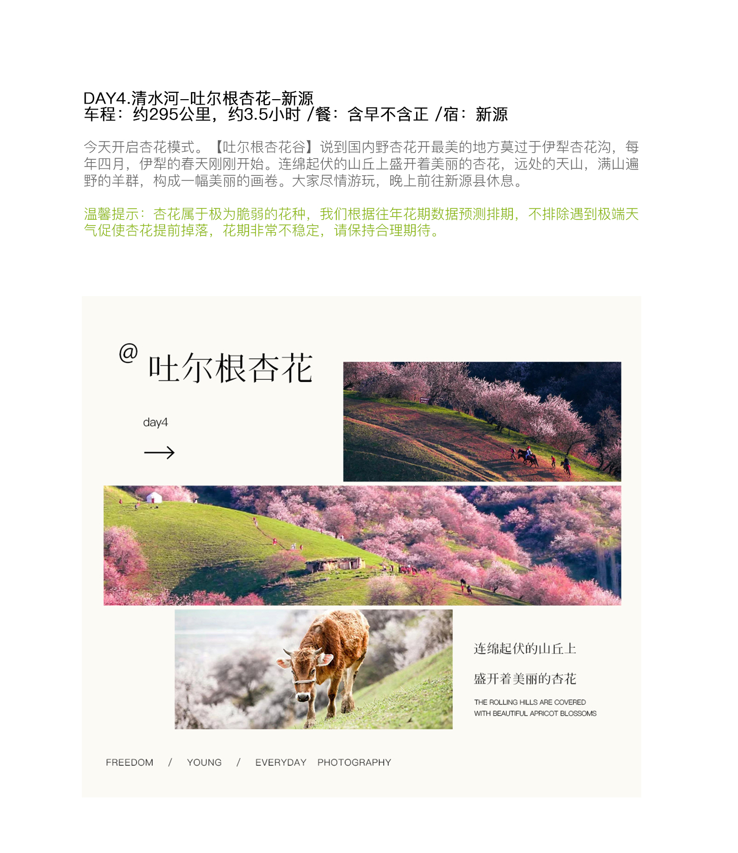 新疆早春伊犁杏韻伊春7日（攝影領隊全程陪同+大西溝+吐爾根杏花+賽里木湖+庫爾德寧草原小火鍋+安集海大峽谷+喀贊其下午茶）