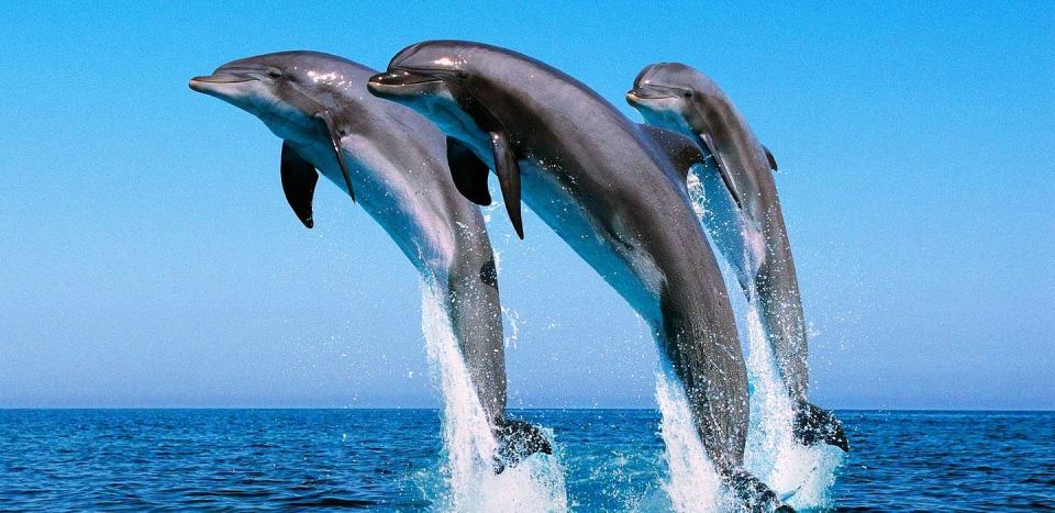 洪加達海豚觀賞遊船之旅（包浮潛 & 午餐）