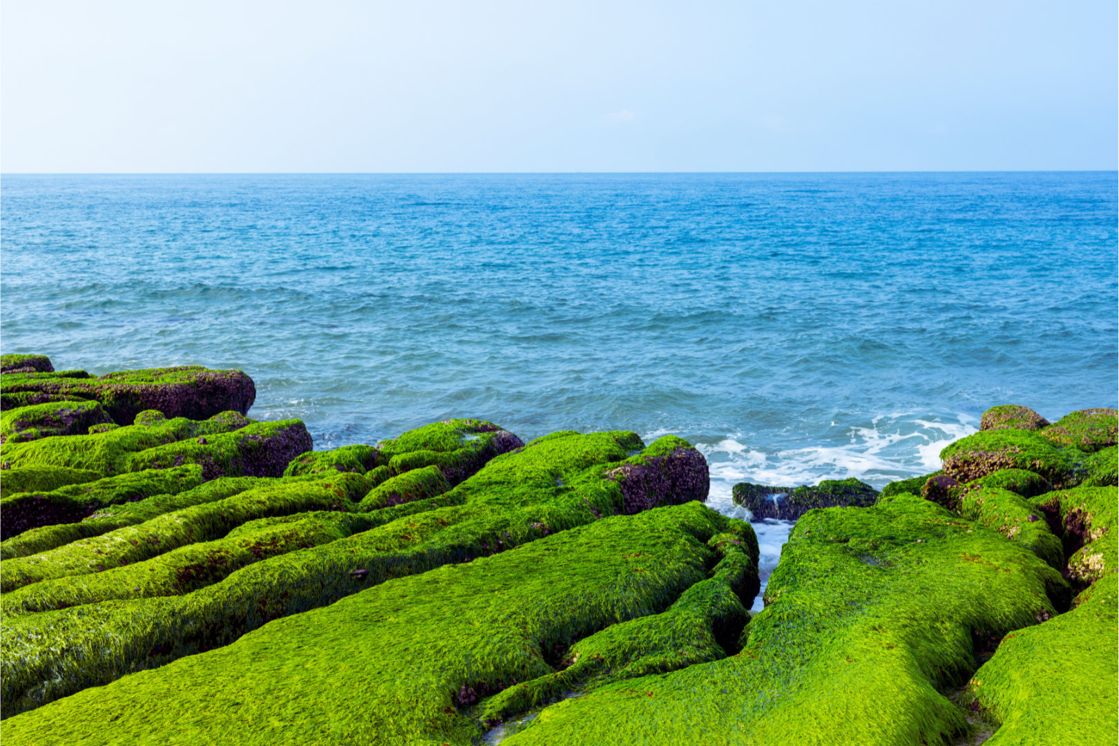 台北: 寵物旅遊 - 和平島、金山老街、老梅石槽一日遊