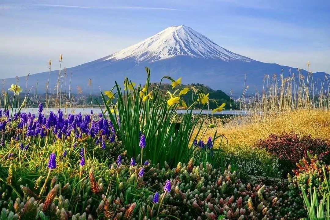 【富士山名勝景點探秘一日遊】西湖療愈之里根場&新倉山公園&河口湖大石公園&忍野八海（東京出發)