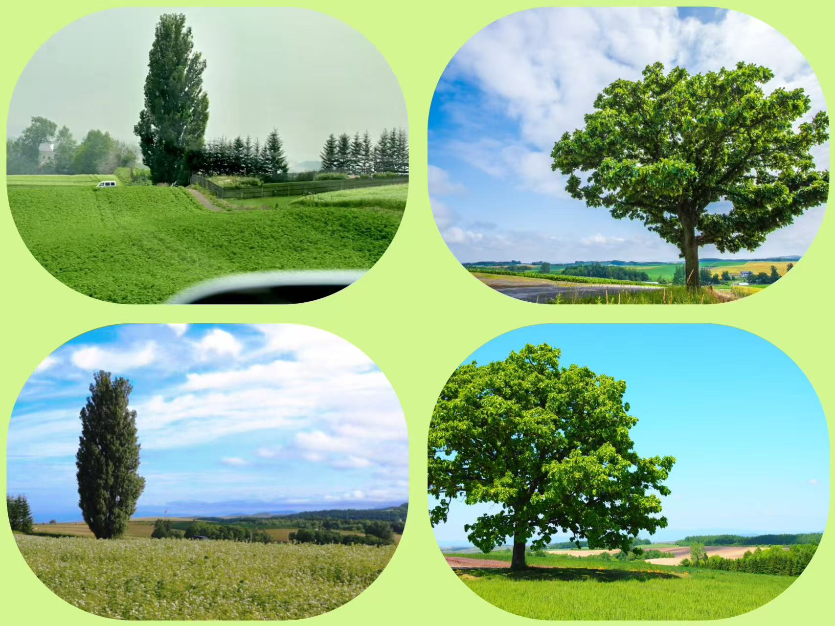 ✧⁺Ken&Mary 之樹，七星之樹，邂逅美瑛的經典風景